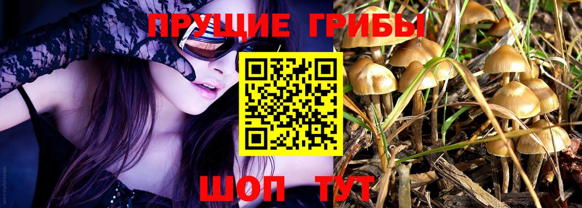 купить наркотики цена  Вход с VPN  Бердск  Галлюциногенные грибы Psilocybe 